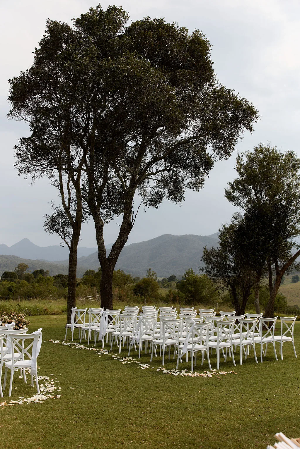 Rows of empty white cross-back chairs scattered with petals beneath gum trees, mountain views behind